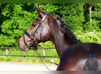 Westphalian, Mare, 10 years, 16.2 hh, Bay-Dark