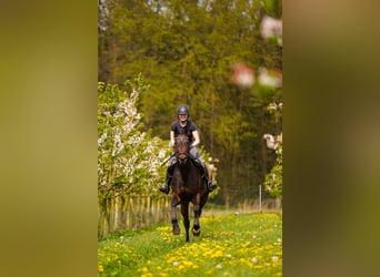 Westphalian, Mare, 10 years, 16.2 hh, Bay-Dark