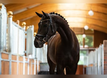 Westphalian, Mare, 10 years, 16,2 hh, Brown