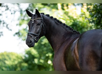 Westphalian, Mare, 10 years, 16,2 hh, Brown