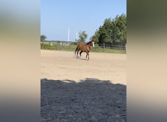 Westphalian, Mare, 10 years, 16.2 hh, Chestnut-Red