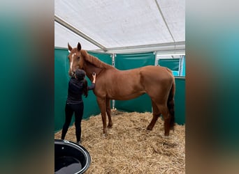 Westphalian, Mare, 10 years, 16.2 hh, Chestnut-Red