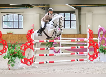 Westphalian, Mare, 10 years, 16,2 hh, Gray