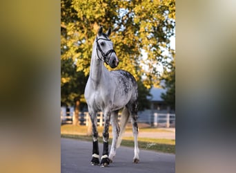 Westphalian, Mare, 10 years, 16.2 hh, Grey