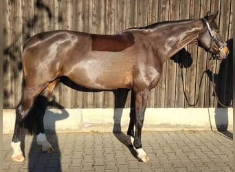 Westphalian, Mare, 10 years, 16,3 hh, Bay-Dark