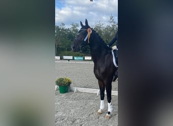 Westphalian, Mare, 10 years, 16,3 hh, Bay-Dark