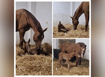 Westphalian, Mare, 10 years, 16,3 hh, Chestnut-Red