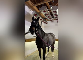 Westphalian, Mare, 10 years, 16 hh, Bay-Dark