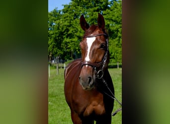 Westphalian, Mare, 10 years, 16 hh, Chestnut