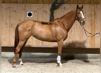 Westphalian, Mare, 10 years, 16 hh
