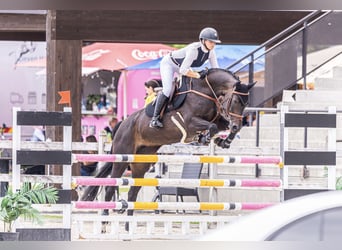 Westphalian, Mare, 10 years, 16,1 hh, Bay-Dark