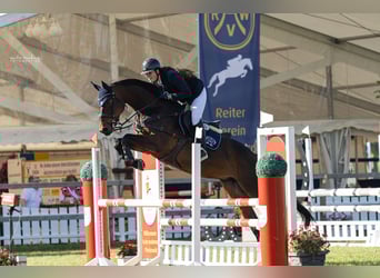 Westphalian, Mare, 10 years, 16,1 hh, Brown