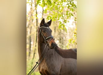 Westphalian, Mare, 10 years, 16,2 hh, Bay-Dark