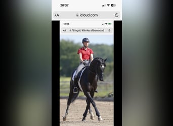 Westphalian, Mare, 10 years, 16,2 hh, Black
