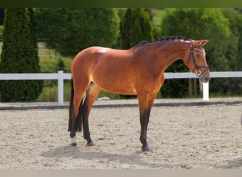 Westphalian, Mare, 10 years, 16,2 hh, Brown