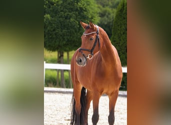 Westphalian, Mare, 10 years, 16,2 hh, Brown