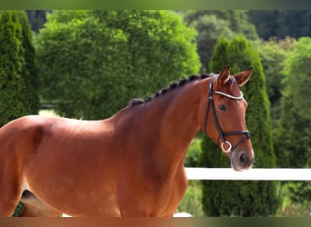 Westphalian, Mare, 10 years, 16,2 hh, Brown