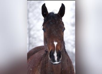 Westphalian, Mare, 10 years, 16,2 hh, Brown