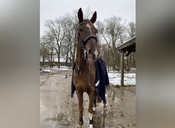 Westphalian, Mare, 10 years, 17.1 hh, Chestnut