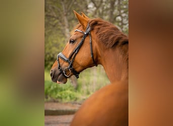 Westphalian, Mare, 10 years, 17.1 hh, Chestnut