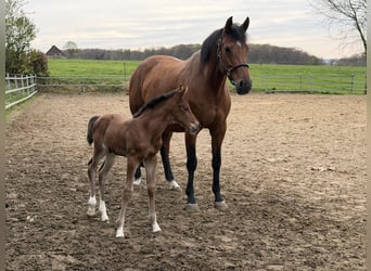 Westphalian, Mare, 10 years, 17 hh, Brown