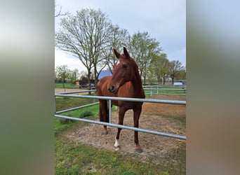 Westphalian, Mare, 10 years, 17 hh, Chestnut-Red