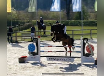 Westphalian, Mare, 10 years, 17,1 hh, Brown