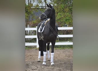 Westphalian, Mare, 10 years, Black