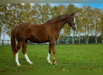 Westphalian, Mare, 10 years, Chestnut-Red