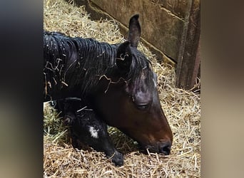 Westphalian, Mare, 11 years, 16,1 hh, Bay-Dark