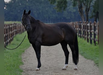 Westphalian, Mare, 11 years, 16.1 hh, Black Westphalian, Mare, 11 years, 16.1 hh, Black