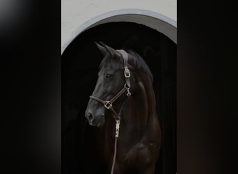 Westphalian, Mare, 11 years, 16.1 hh, Black Westphalian, Mare, 11 years, 16.1 hh, Black