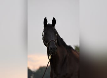 Westphalian, Mare, 11 years, 16.1 hh, Black Westphalian, Mare, 11 years, 16.1 hh, Black