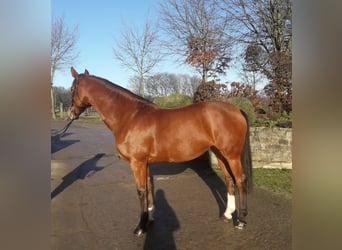 Westphalian, Mare, 11 years, 16,1 hh, Brown