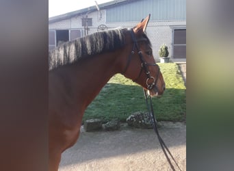 Westphalian, Mare, 11 years, 16,1 hh, Brown