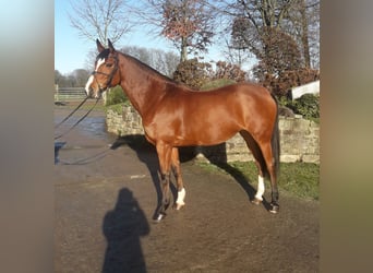 Westphalian, Mare, 11 years, 16,1 hh, Brown