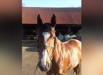 Westphalian, Mare, 11 years, 16,1 hh, Brown