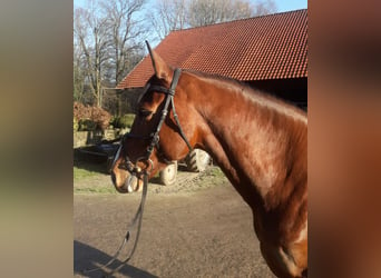 Westphalian, Mare, 11 years, 16,1 hh, Brown