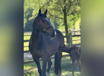 Westphalian, Mare, 11 years, 16.2 hh, Bay-Dark