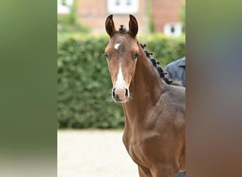 Westphalian, Mare, 11 years, 16.2 hh, Bay-Dark