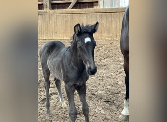Westphalian, Mare, 11 years, 16.2 hh, Bay-Dark
