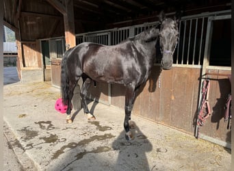 Westphalian, Mare, 11 years, 16.2 hh, Black