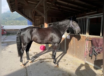 Westphalian, Mare, 11 years, 16.2 hh, Black
