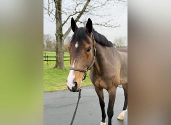 Westphalian, Mare, 11 years, 16.2 hh, Brown