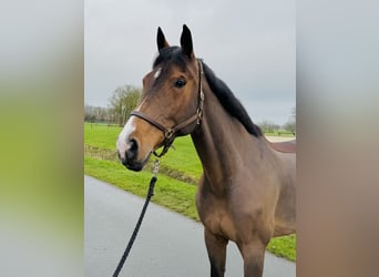 Westphalian, Mare, 11 years, 16.2 hh, Brown