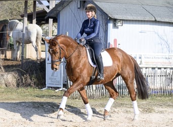 Westphalian, Mare, 11 years, 16,2 hh, Chestnut-Red