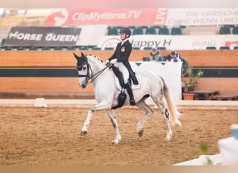 Westphalian, Mare, 11 years, 16.2 hh, Grey