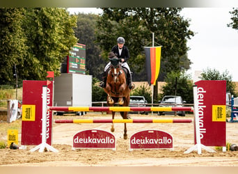 Westphalian, Mare, 11 years, 16.2 hh