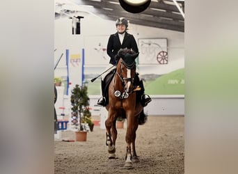 Westphalian, Mare, 11 years, 16.2 hh