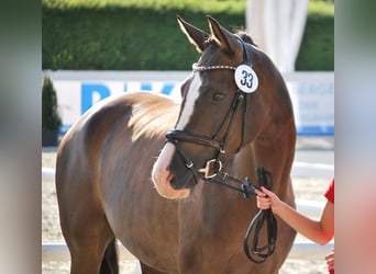 Westphalian, Mare, 11 years, 16.3 hh, Chestnut